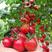 圣女果种子樱桃小番茄高产蔬菜西红柿种籽子盆栽