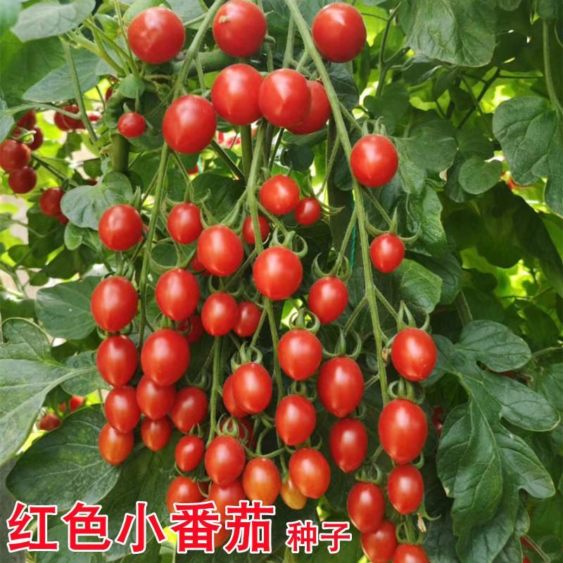 圣女果种子樱桃小番茄高产蔬菜西红柿种籽子盆栽