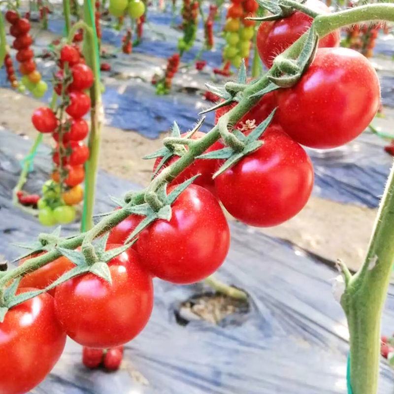 圣女果种子樱桃小番茄高产蔬菜西红柿种籽子盆栽