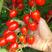 圣女果种子樱桃小番茄高产蔬菜西红柿种籽子盆栽