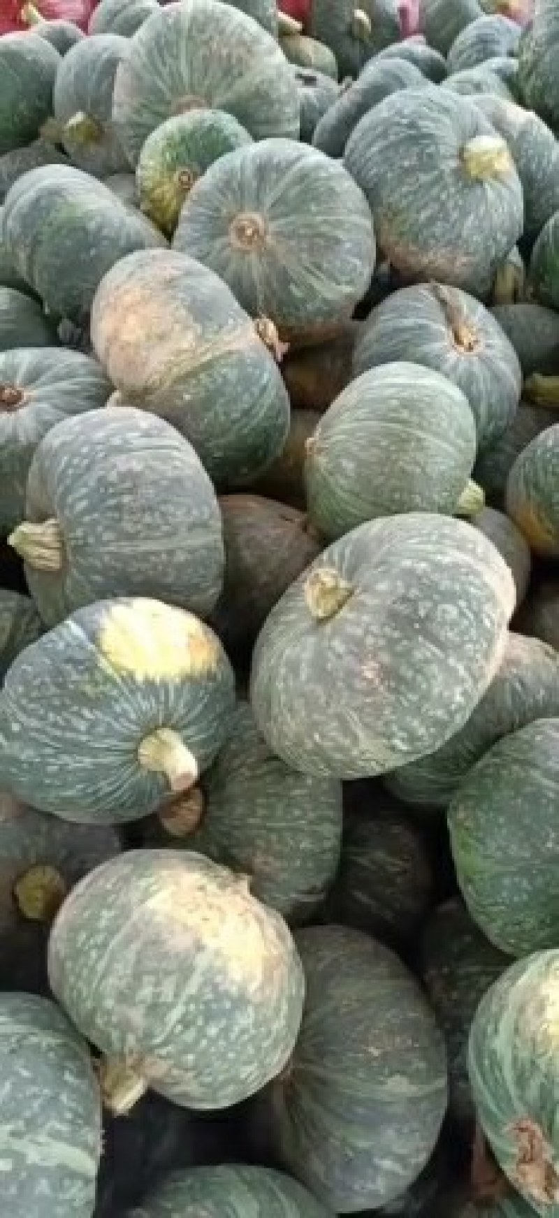 河南板栗南瓜，一手货源，大量上市，货源充足，代发全国