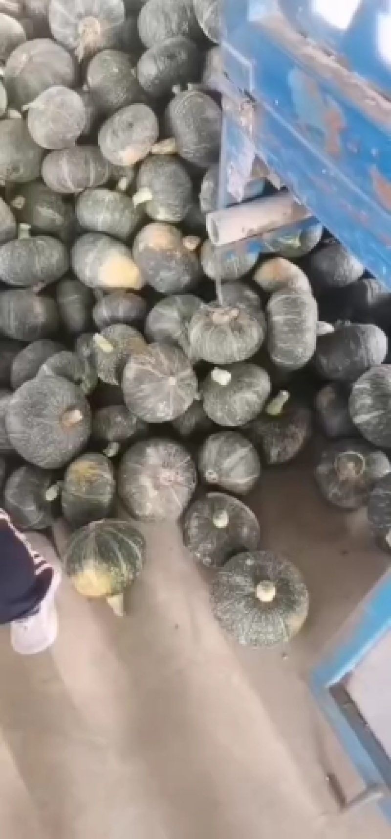 河南板栗南瓜，一手货源，大量上市，货源充足，代发全国