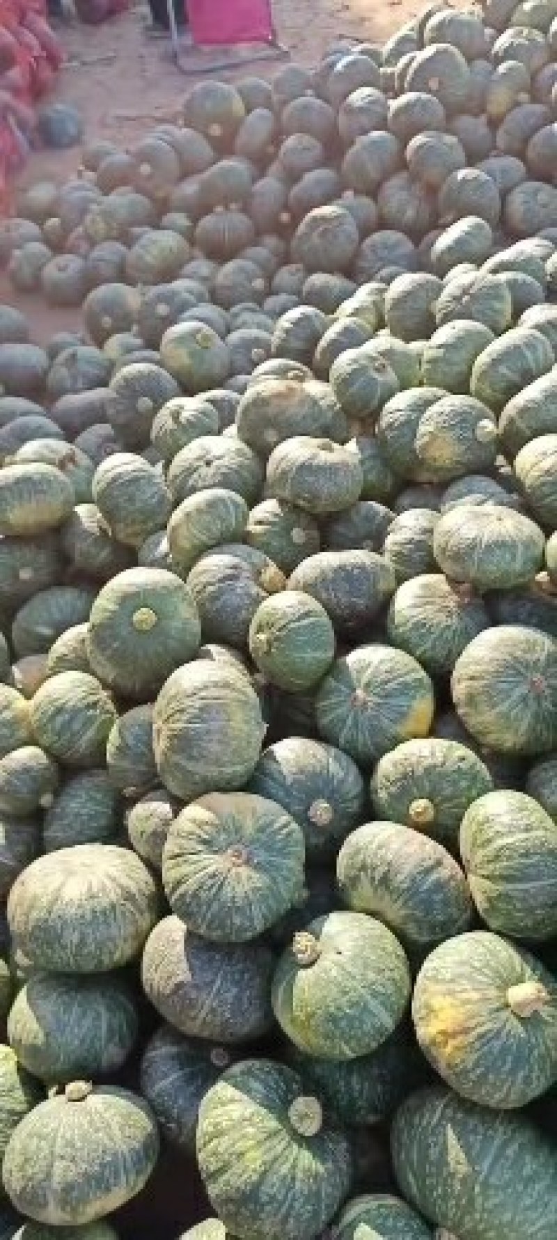 河南板栗南瓜，一手货源，大量上市，货源充足，代发全国