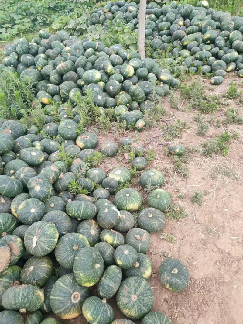 河南板栗南瓜，一手货源，大量上市，货源充足，代发全国