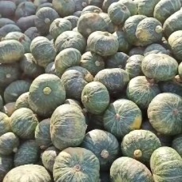 河南板栗南瓜，一手货源，大量上市，货源充足，代发全国