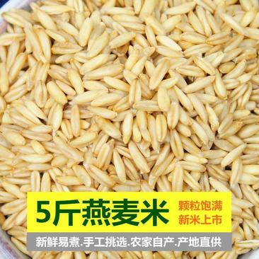 新货燕麦米5斤农家自种五谷杂粮粗粮燕麦米多省包邮免运费