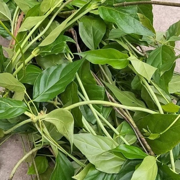大茶药钩吻断肠草牛羊猪祛虫药