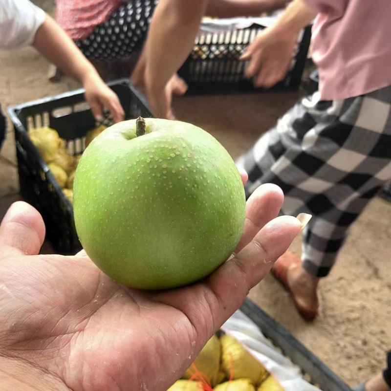 砀山翠玉梨酥脆梨新鲜现摘，皮薄个大对接各大电商平台