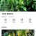 大茶药钩吻断肠草牛羊猪祛虫药