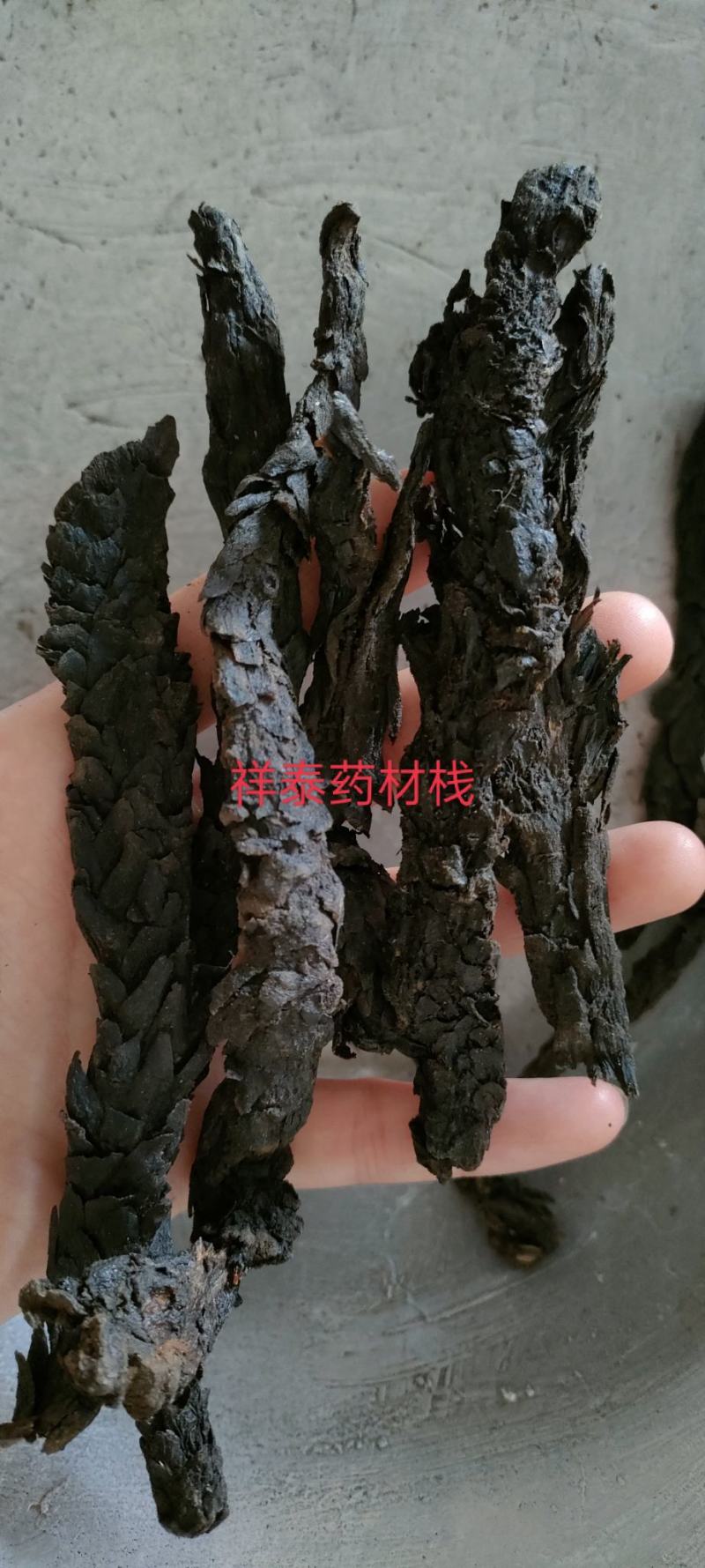 肉苁蓉软大云产地新疆个头大量多从优产地大货
