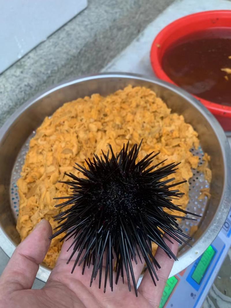 海胆肉，漂烫海胆肉，天然营养高端食材，适合炒饭