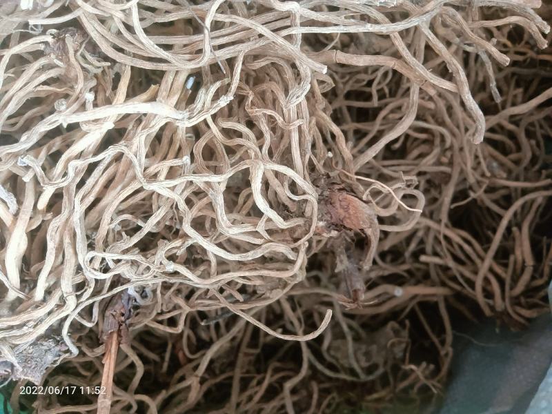 【店长推荐】贵州原产地野生伸筋草无杂质