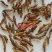 (热卖)节菖蒲九节菖蒲实物拍摄量多从优产地大货祥泰药材