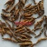 (热卖)节菖蒲九节菖蒲实物拍摄量多从优产地大货祥泰药材