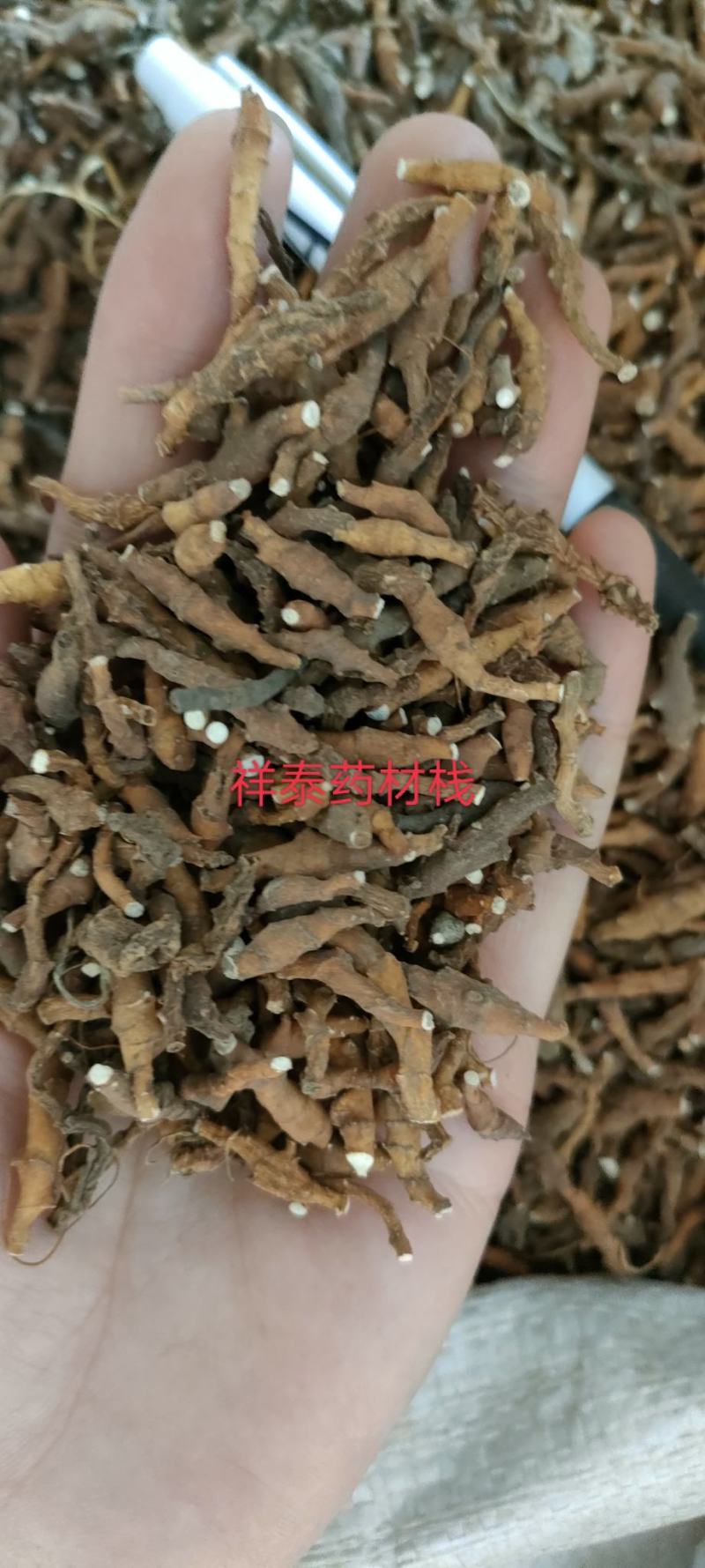 （热卖）节菖蒲九节菖蒲实物拍摄量多从优产地大货祥泰药材