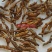 (热卖)节菖蒲九节菖蒲实物拍摄量多从优产地大货祥泰药材