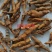 (热卖)节菖蒲九节菖蒲实物拍摄量多从优产地大货祥泰药材