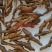 (热卖)节菖蒲九节菖蒲实物拍摄量多从优产地大货祥泰药材