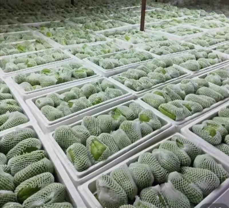 精品佛手瓜，农家乐大量佛手瓜