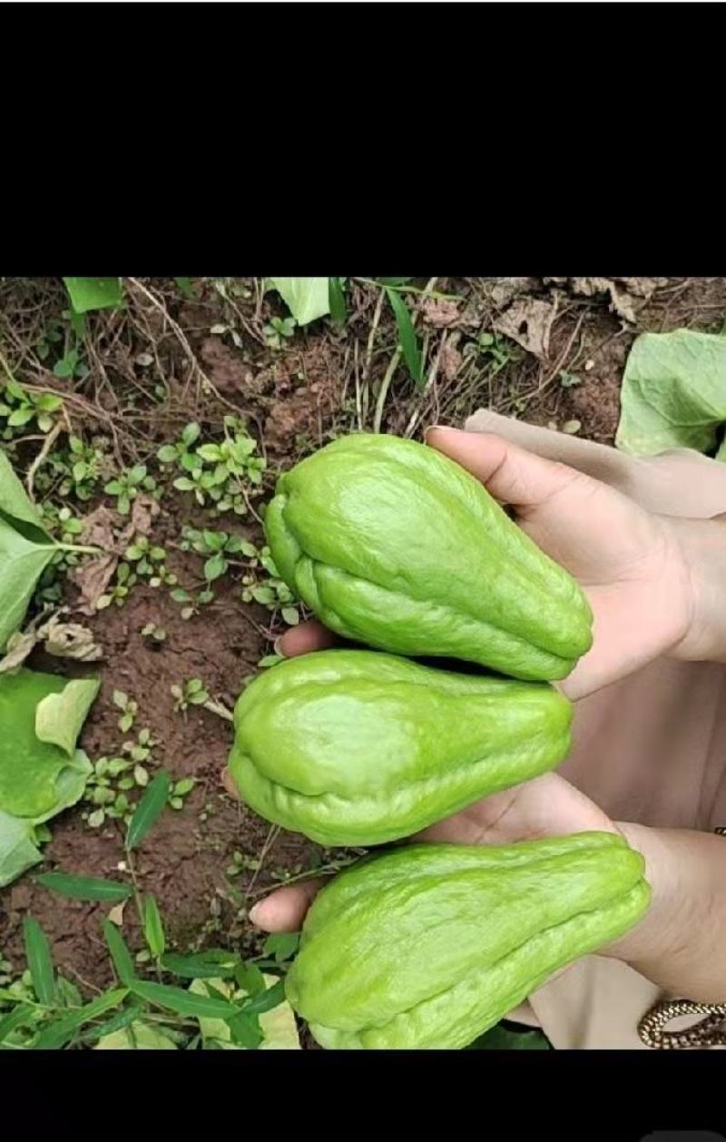 精品佛手瓜，农家乐大量佛手瓜