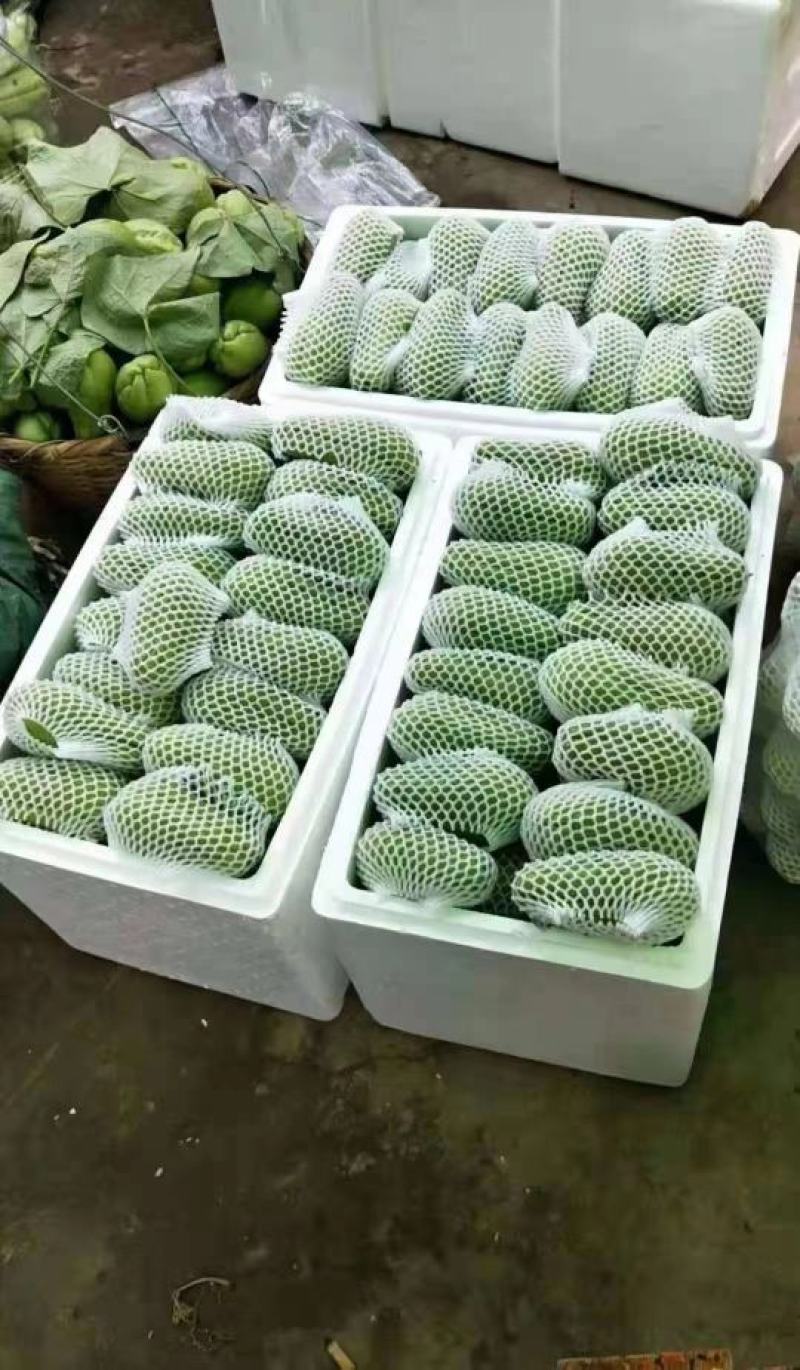 精品佛手瓜，农家乐大量佛手瓜