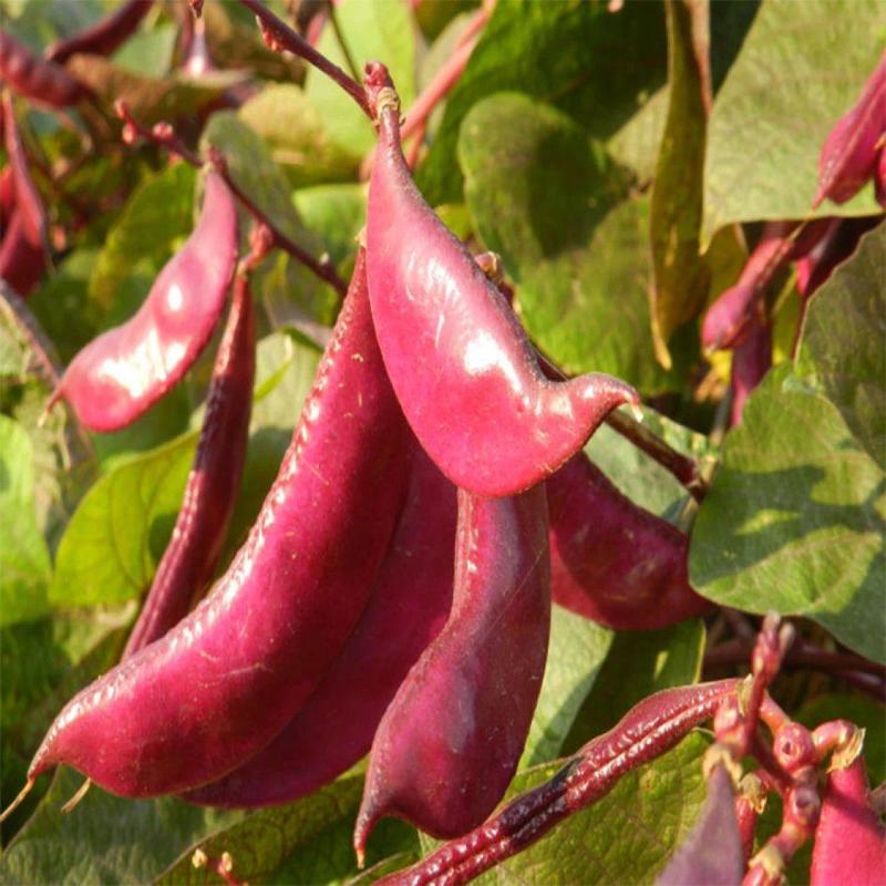 摘不败紫红眉豆角种籽绿眉豆种子扁豆种子眉豆种农家南方四季