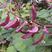 摘不败紫红眉豆角种籽绿眉豆种子扁豆种子眉豆种农家南方四季