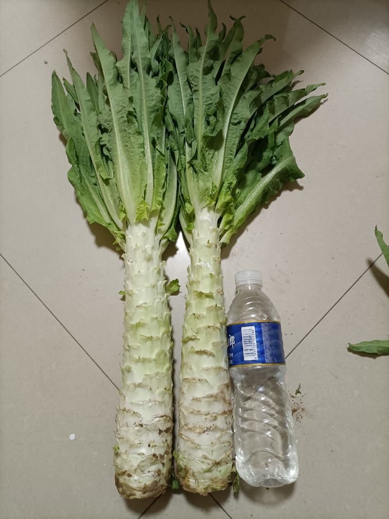 三青皮莴笋1.5~2斤50~60cm质量可靠