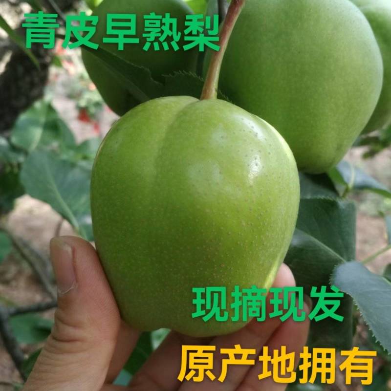 陕西蒲城早熟梨青皮早酥梨，绿皮梨，大量上市