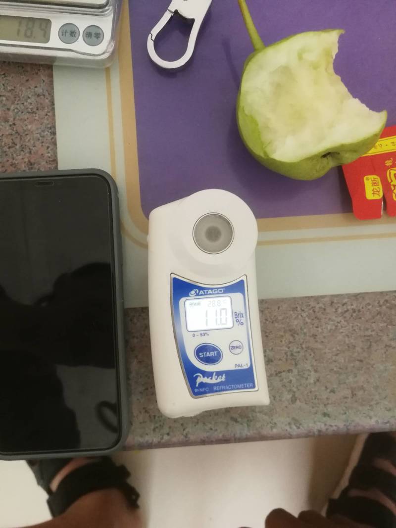 陕西蒲城早熟梨青皮早酥梨，绿皮梨，大量上市