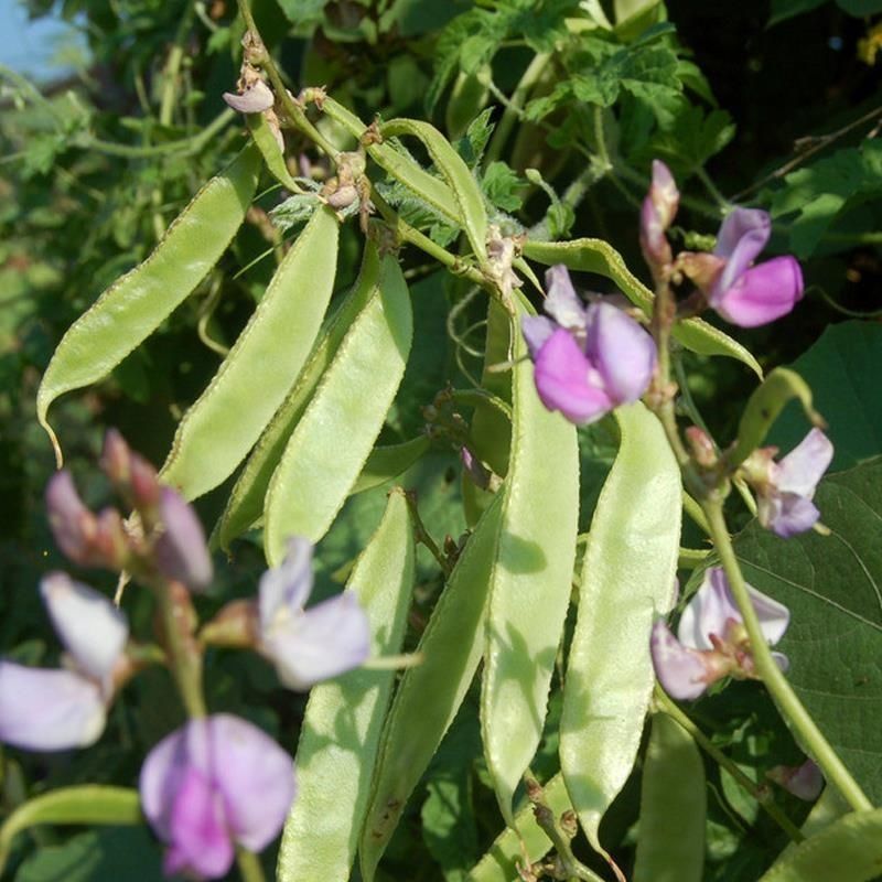 摘不败大荚眉豆种子早熟高产绿眉豆角庭院阳台春秋四季播蔬菜