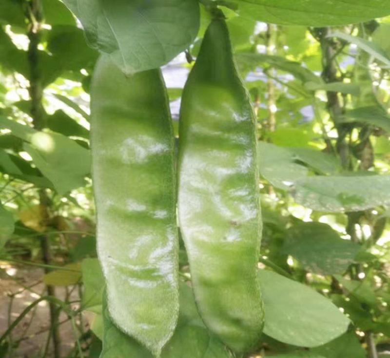 摘不败大荚眉豆种子早熟高产绿眉豆角庭院阳台春秋四季播蔬菜