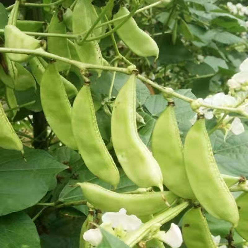 摘不败大荚眉豆种子早熟高产绿眉豆角庭院阳台春秋四季播蔬菜