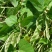摘不败大荚眉豆种子早熟高产绿眉豆角庭院阳台春秋四季播蔬菜