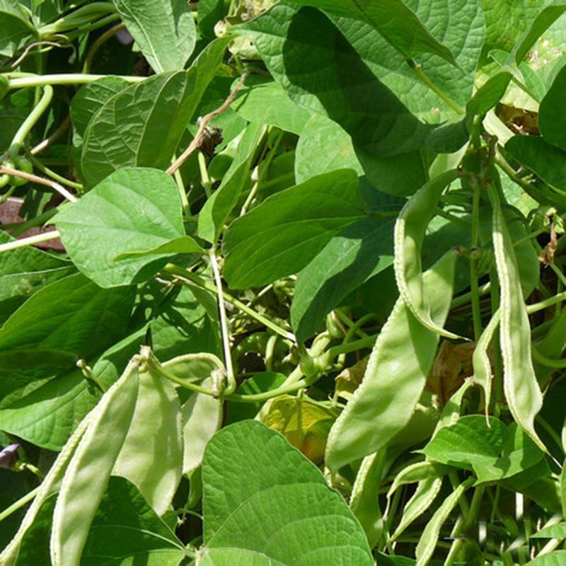 摘不败大荚眉豆种子早熟高产绿眉豆角庭院阳台春秋四季播蔬菜