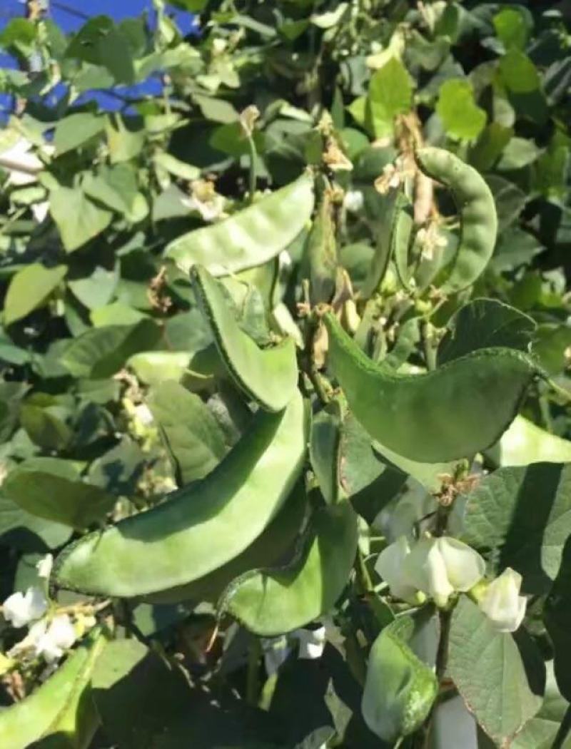 摘不败大荚眉豆种子早熟高产绿眉豆角庭院阳台春秋四季播蔬菜