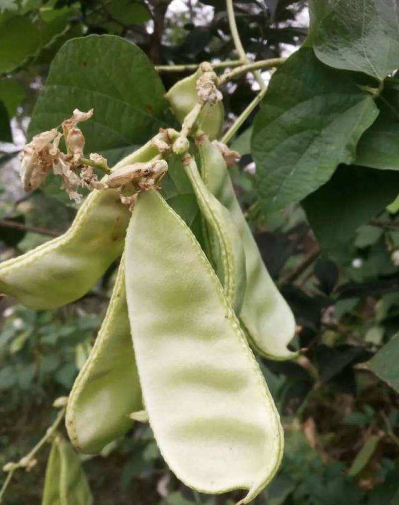 摘不败大荚眉豆种子早熟高产绿眉豆角庭院阳台春秋四季播蔬菜