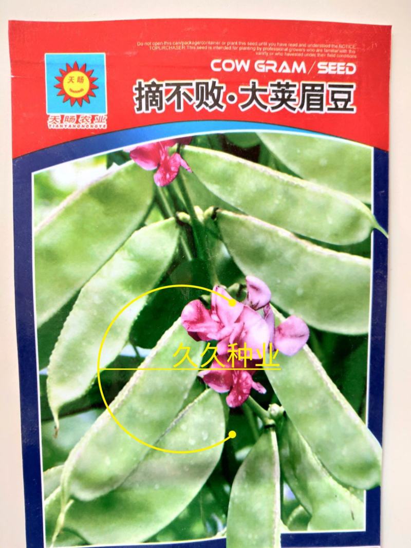 摘不败大荚眉豆种子早熟高产绿眉豆角庭院阳台春秋四季播蔬菜