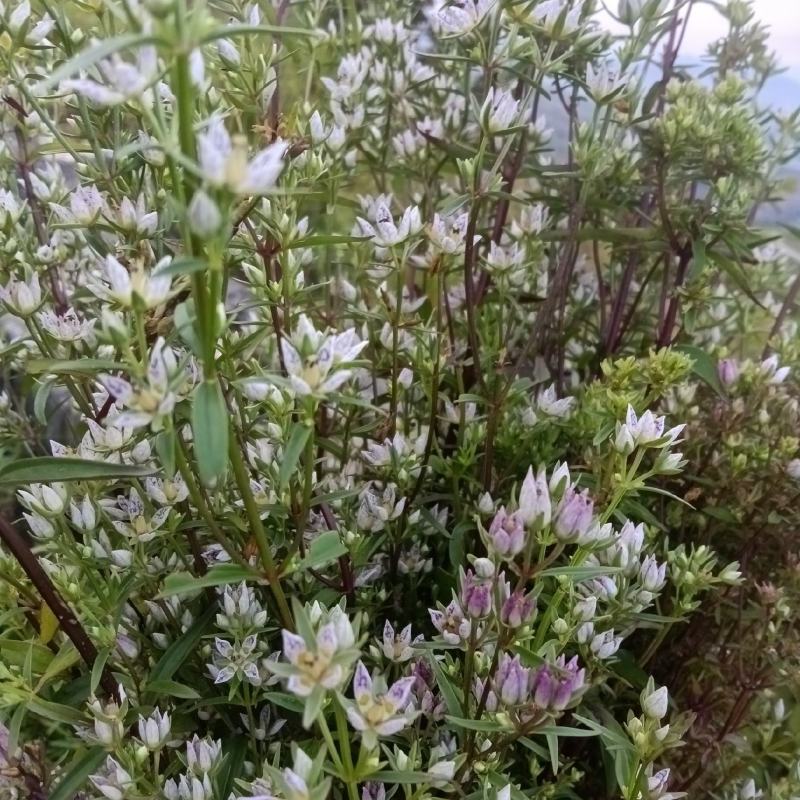 【店长推荐】贵州兴义野生小白花小苦草欢迎老板前来