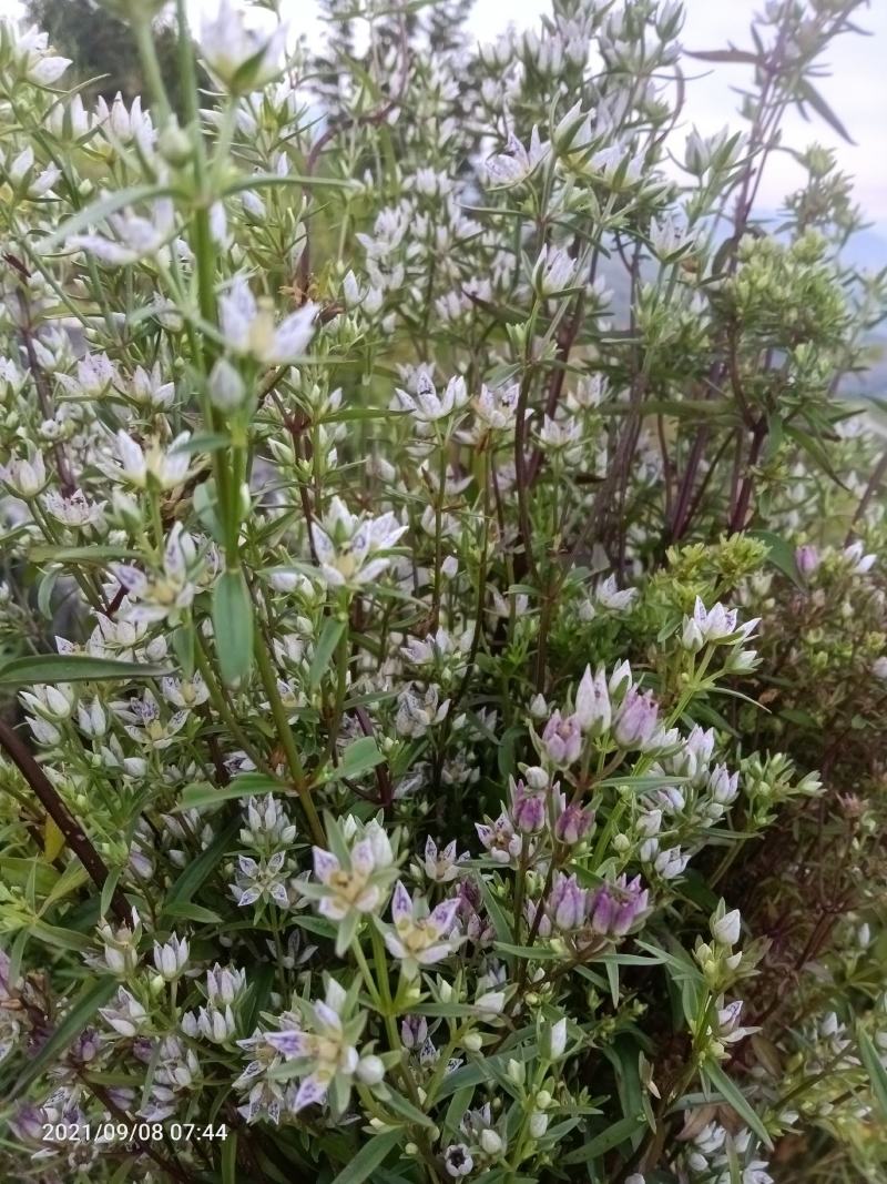 【店长推荐】贵州兴义野生小白花小苦草欢迎老板前来