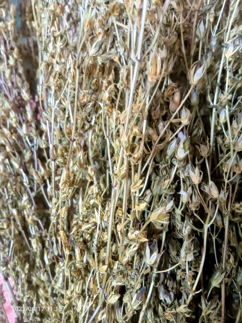 【店长推荐】贵州兴义野生小白花小苦草欢迎老板前来