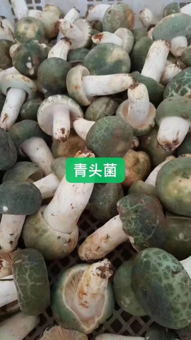 新鲜青头菌