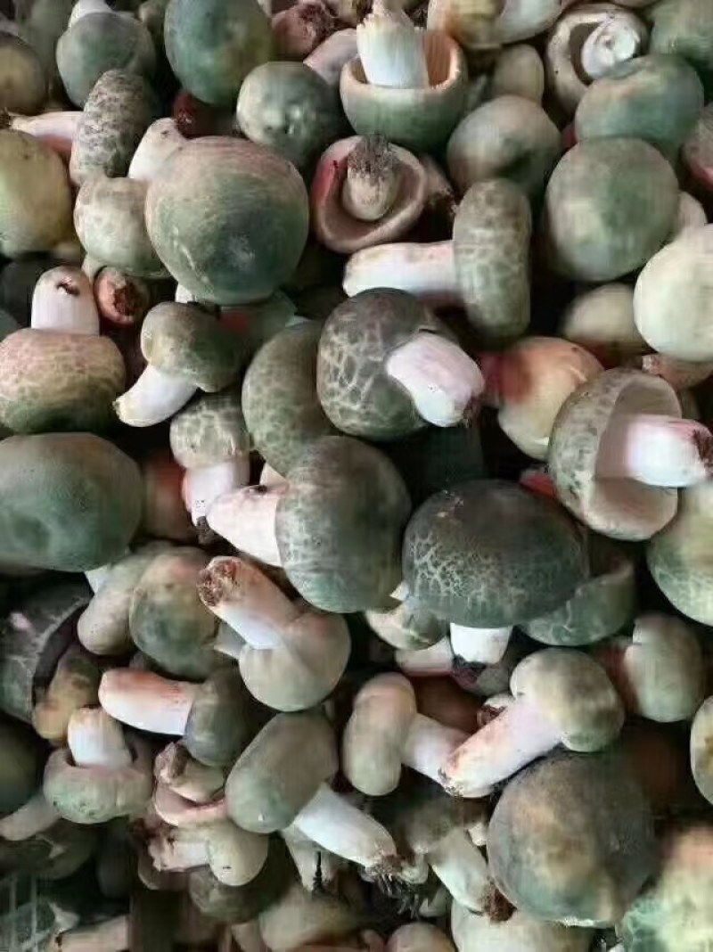 新鲜青头菌