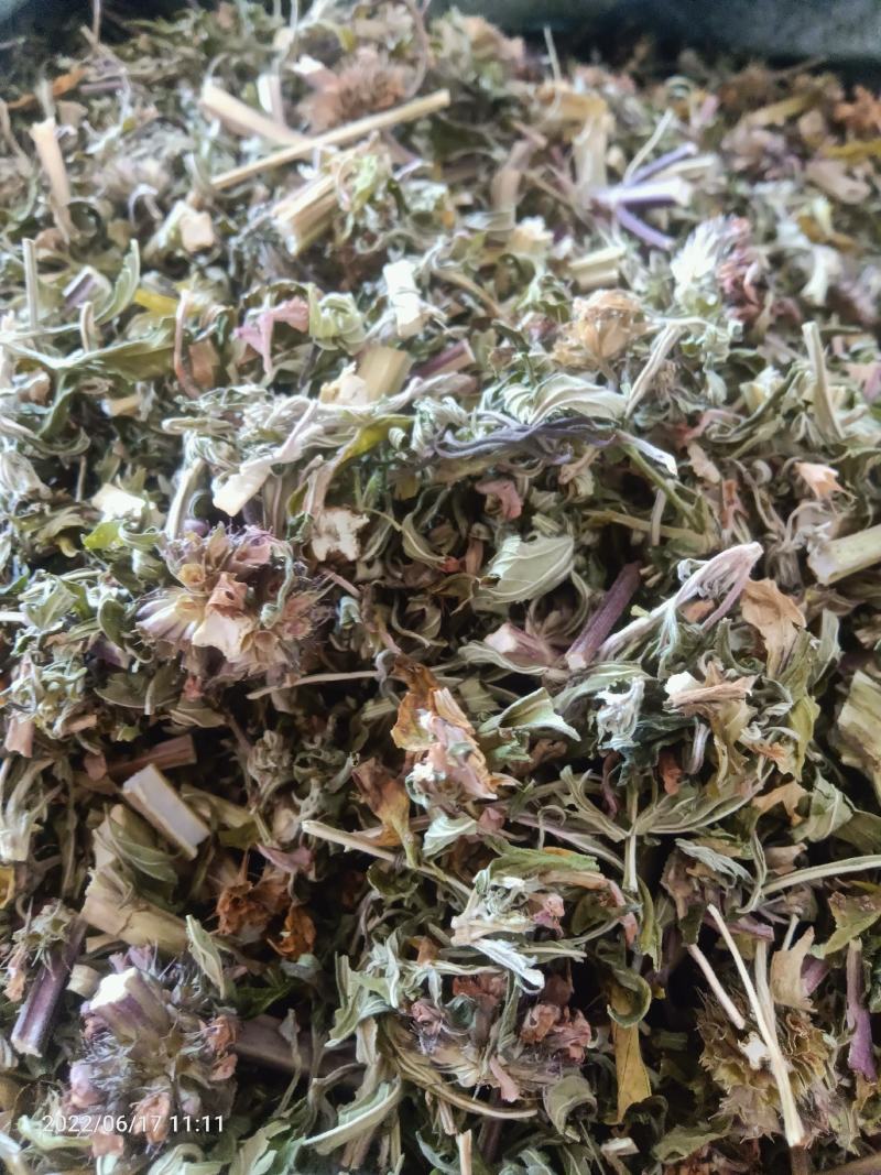 【店长推荐】贵州兴义野生益母草量大价格可聊