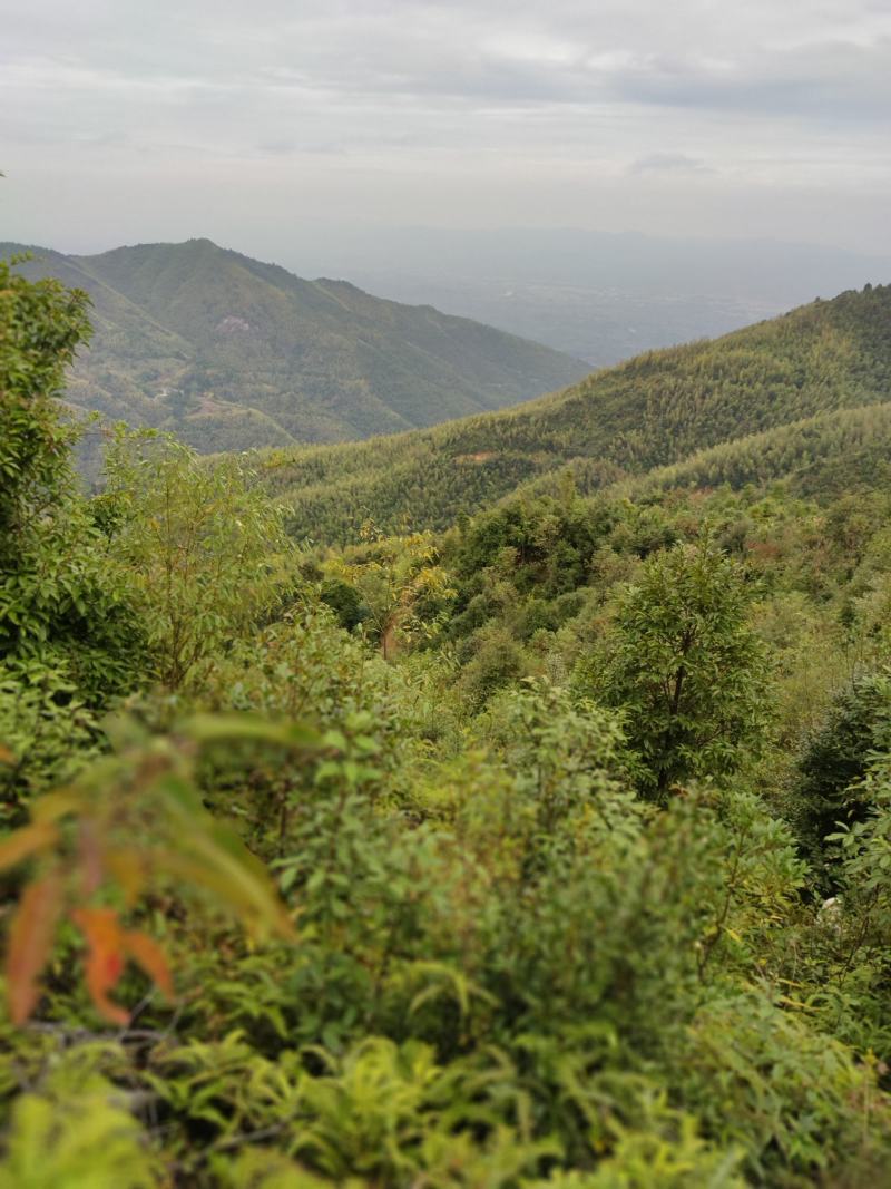 山地出售