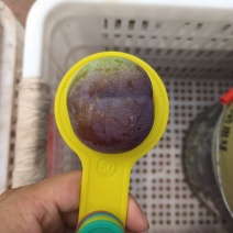 半边红李子