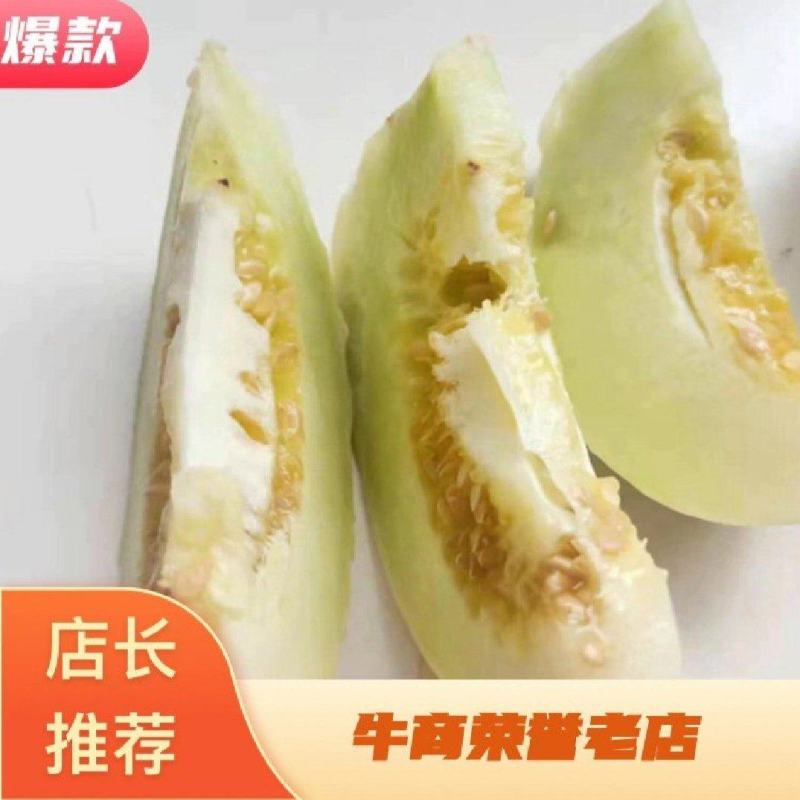 甜瓜甜宝甜瓜产地直销一手货源专业代收甜瓜