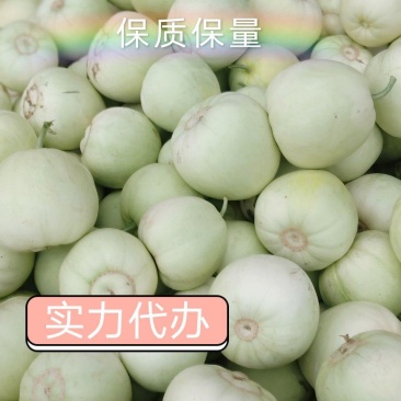 甜瓜青皮甜瓜产地直销一手货源支持视频看货全国代发
