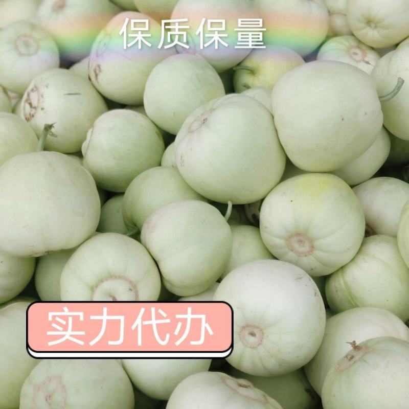 甜瓜青皮甜瓜产地直销一手货源支持视频看货全国代发