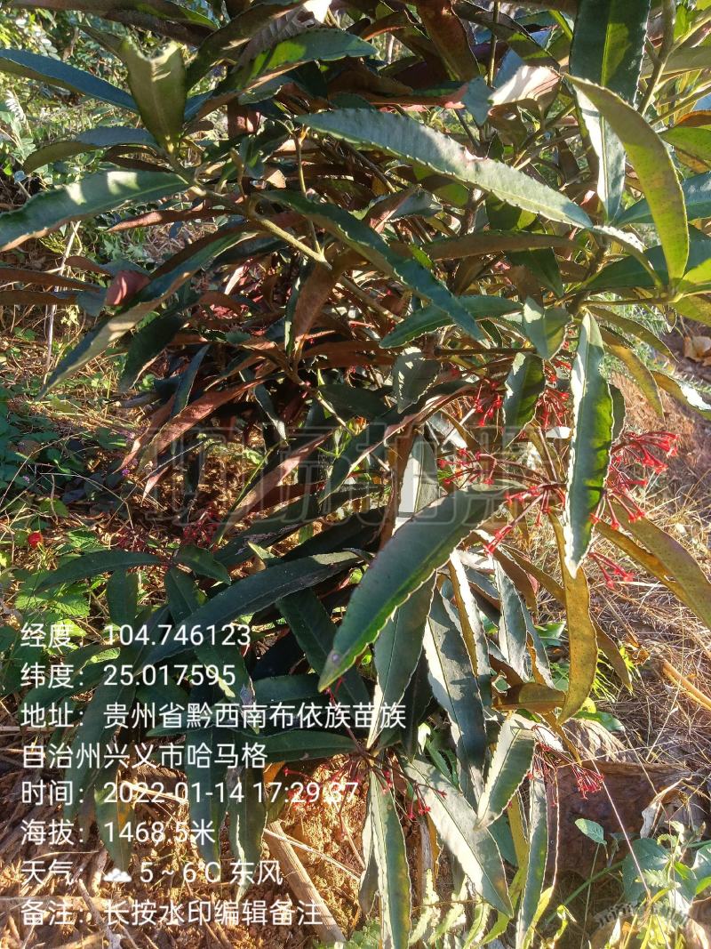 【店长推荐】贵州原产地纯野生朱砂根，八草金龙